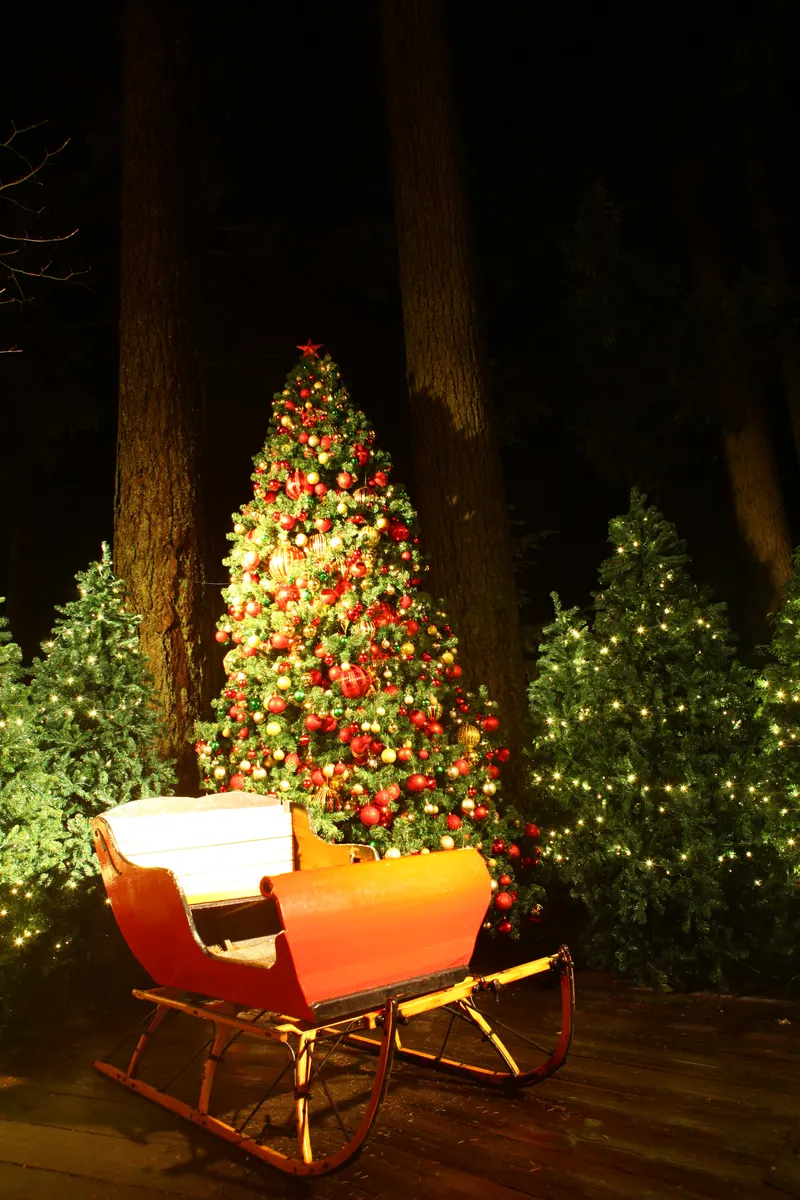 Decorated Christmas tree among the cedars at Canyon Lights, Capilano Suspension Bridge Park