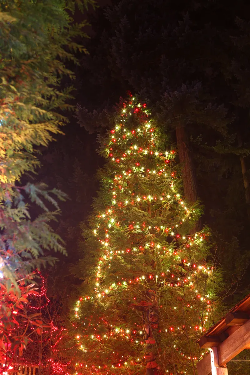 Cedar tree wrapped in warm white lights at Canyon Lights, North Vancouver