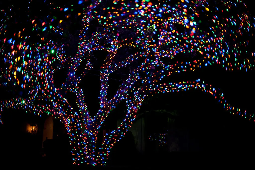 Branches of a huge tree covered in colored Christmas lights