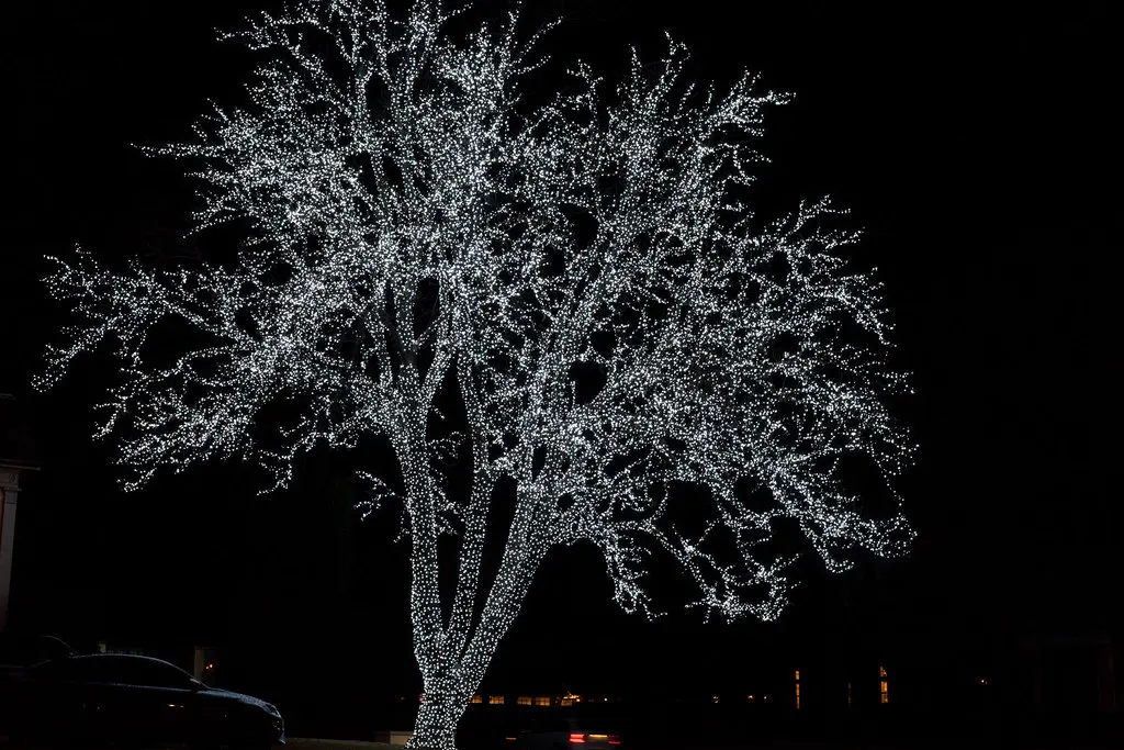 An old tree wrapped in multicolored lights in Highland Park