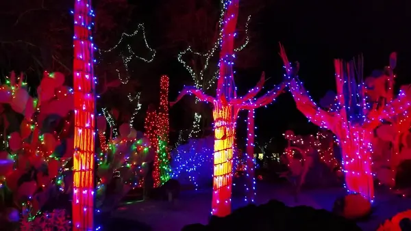 Ethel M Christmas cactus lights video